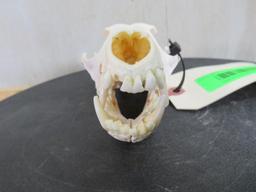 Coyote Skull TAXIDERMY