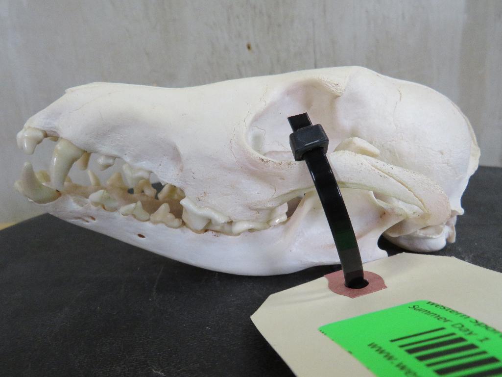 Coyote Skull TAXIDERMY