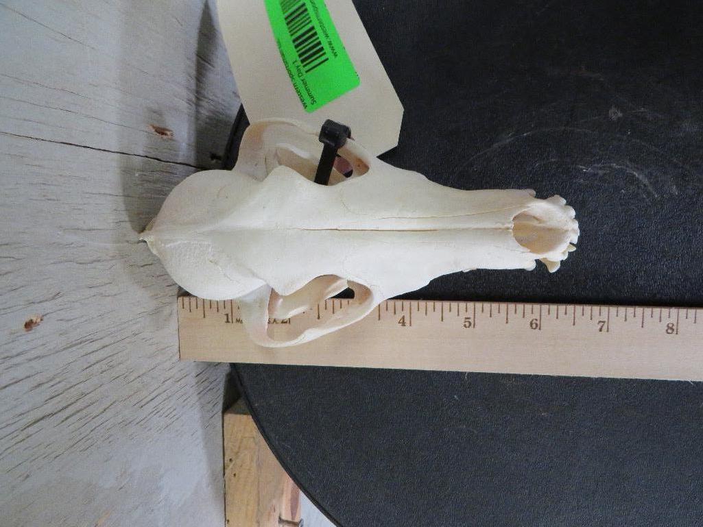 Coyote Skull TAXIDERMY