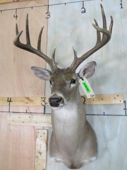 WHITETAIL SH MT TAXIDERMY