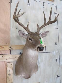 WHITETAIL SH MT TAXIDERMY