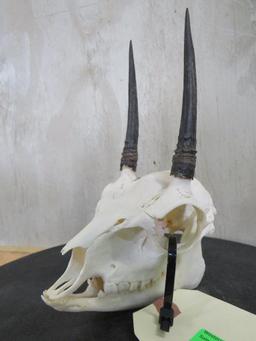 Complete Duiker Skull TAXIDERMY