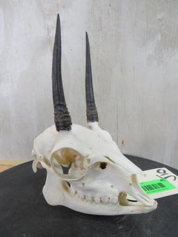 Complete Duiker Skull TAXIDERMY