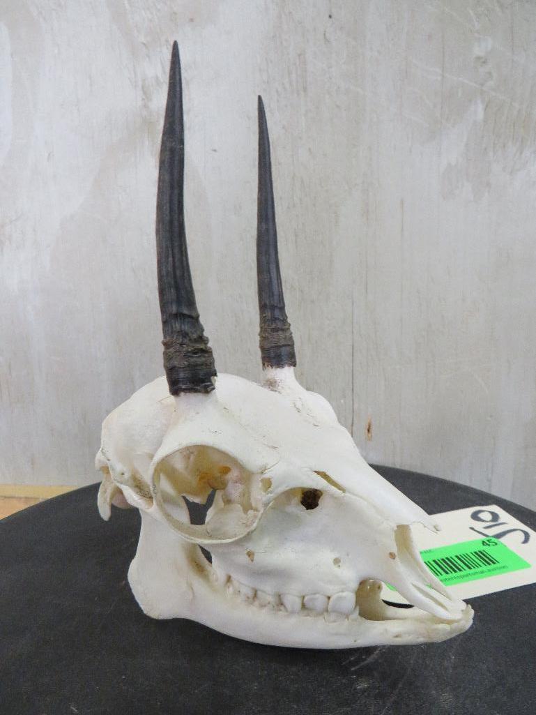 Complete Duiker Skull TAXIDERMY