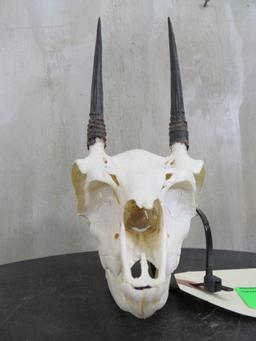 Complete Duiker Skull TAXIDERMY