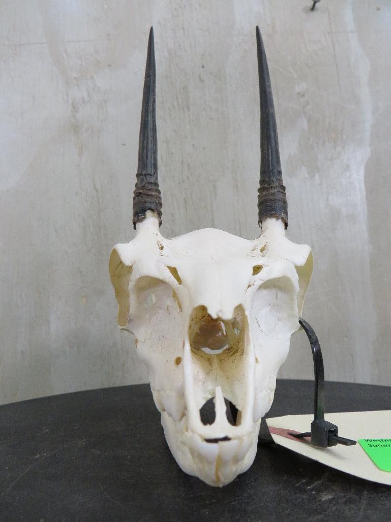 Complete Duiker Skull TAXIDERMY