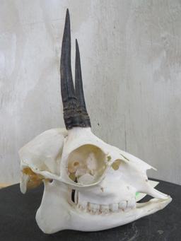 Complete Duiker Skull TAXIDERMY