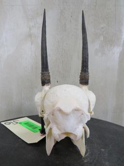 Complete Duiker Skull TAXIDERMY