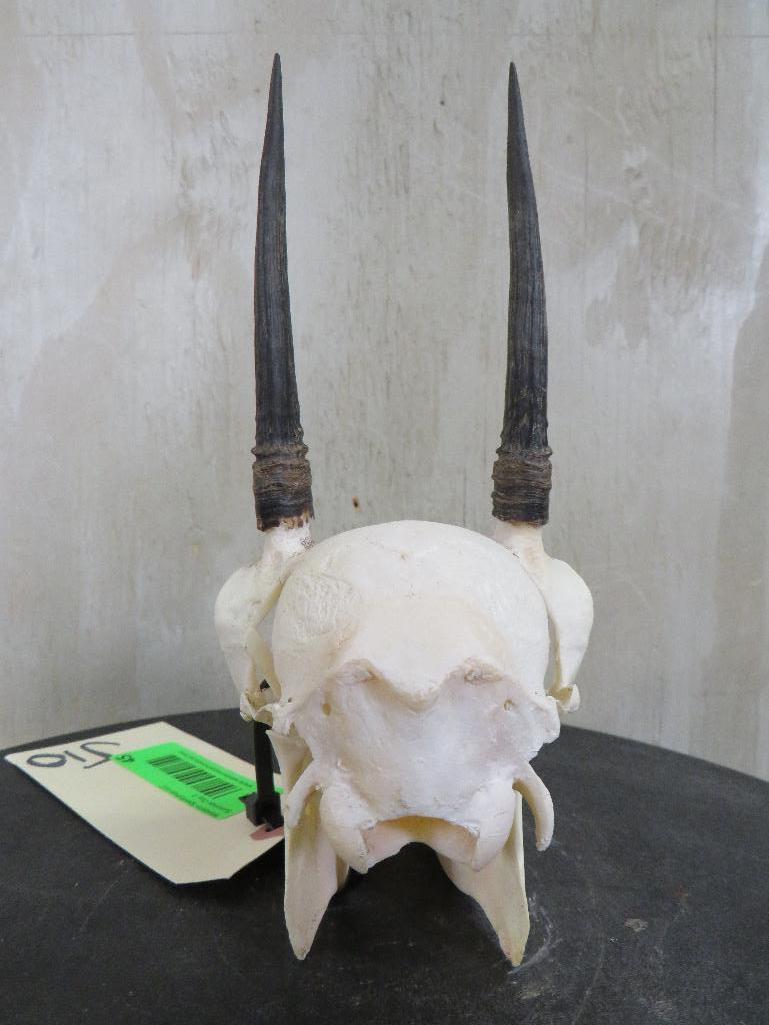 Complete Duiker Skull TAXIDERMY