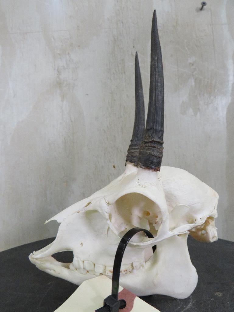 Complete Duiker Skull TAXIDERMY
