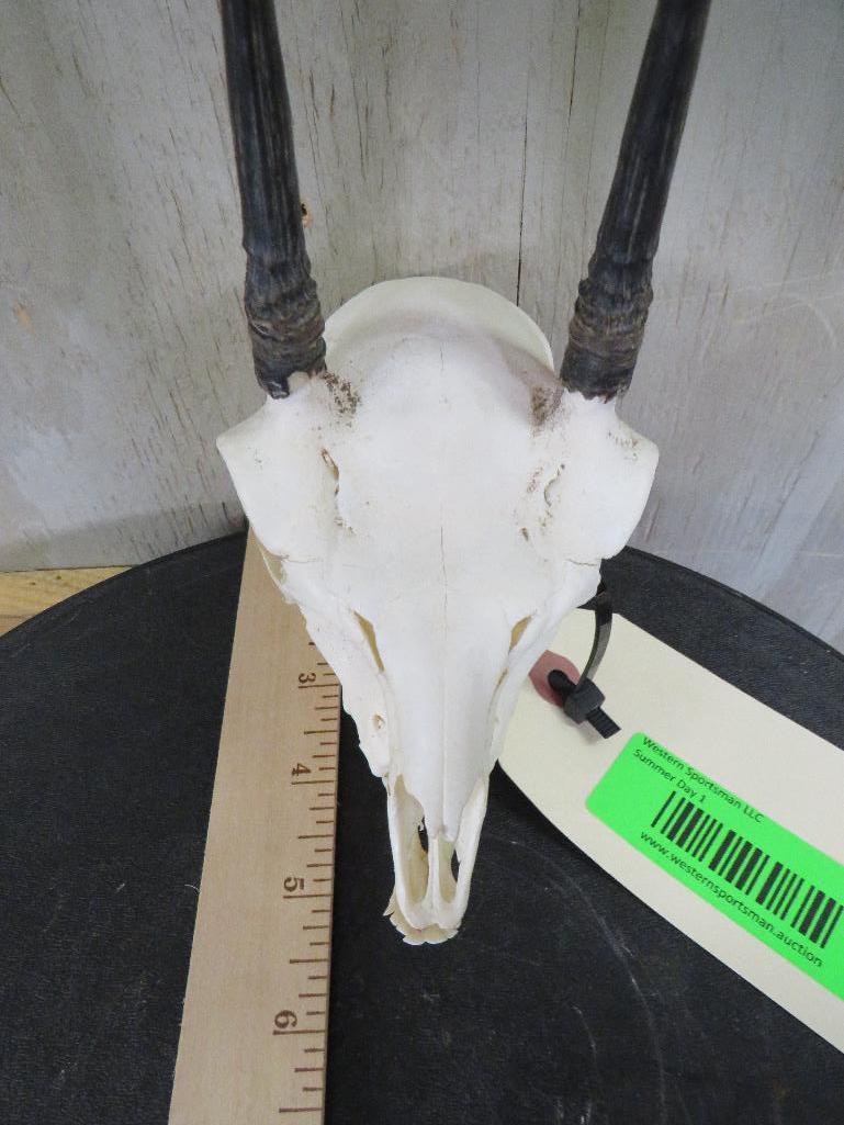 Complete Duiker Skull TAXIDERMY