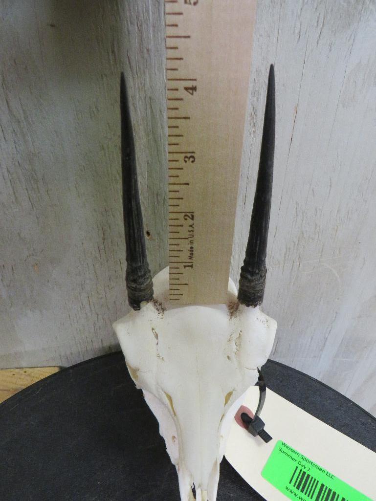 Complete Duiker Skull TAXIDERMY