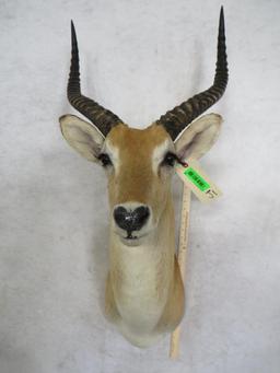 Puku Sh Mt TAXIDERMY