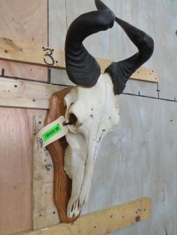 Hartebeest Skull on Plaque TAXIDERMY