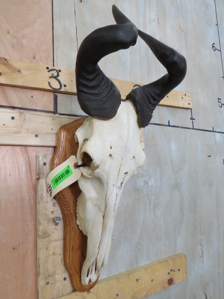 Hartebeest Skull on Plaque TAXIDERMY