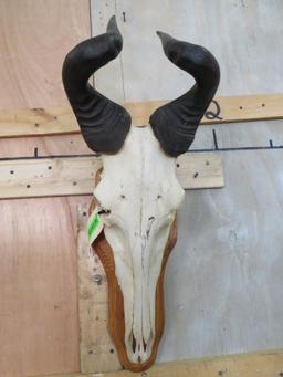 Hartebeest Skull on Plaque TAXIDERMY