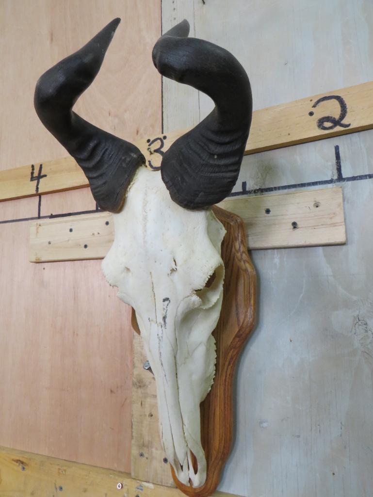 Hartebeest Skull on Plaque TAXIDERMY