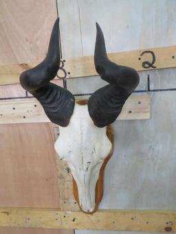 Hartebeest Skull on Plaque TAXIDERMY