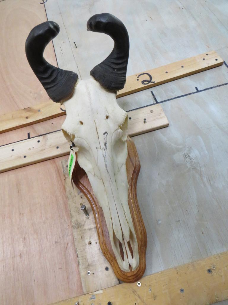 Hartebeest Skull on Plaque TAXIDERMY