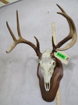 Whitetail Skull on Plaque TAXIDERMY