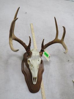 Whitetail Skull on Plaque TAXIDERMY