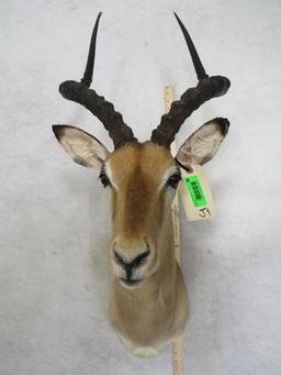 IMPALA SH MT TAXIDERMY