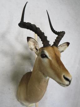 IMPALA SH MT TAXIDERMY