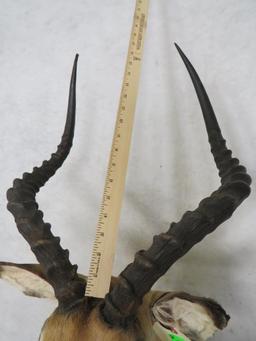 IMPALA SH MT TAXIDERMY