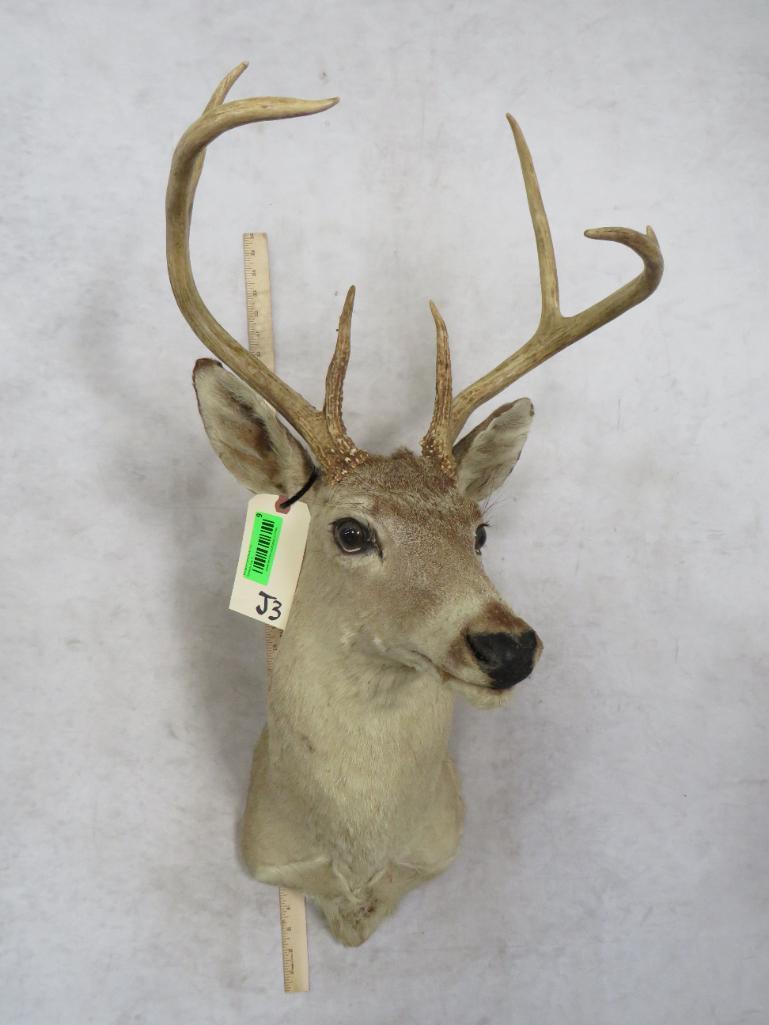 WHITETAIL SH MT TAXIDERMY