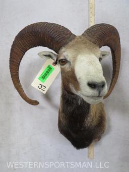 Red Sheep Sh Mt TAXIDERMY