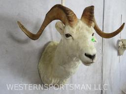 Dall Sheep Sh Mt TAXIDERMY