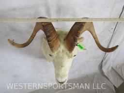 Dall Sheep Sh Mt TAXIDERMY