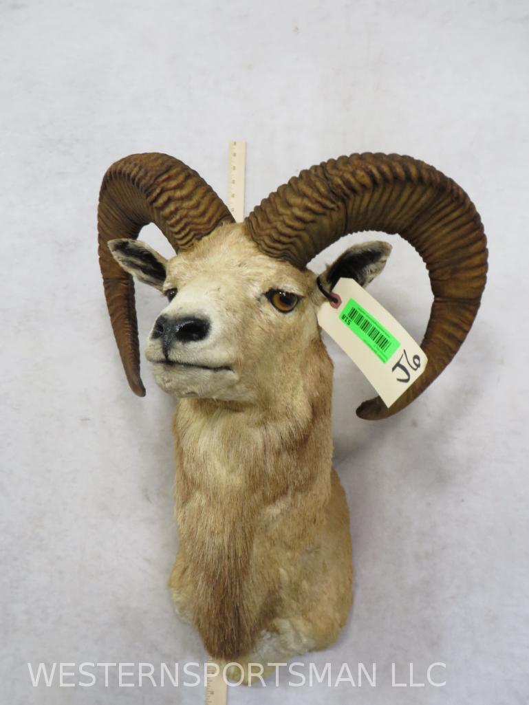 CROSS SHEEP SH MT TAXIDERMY