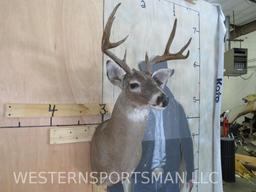 Nice Little 8Pt Whitetail Sh Mt TAXIDERMY