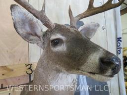 Nice Little 8Pt Whitetail Sh Mt TAXIDERMY