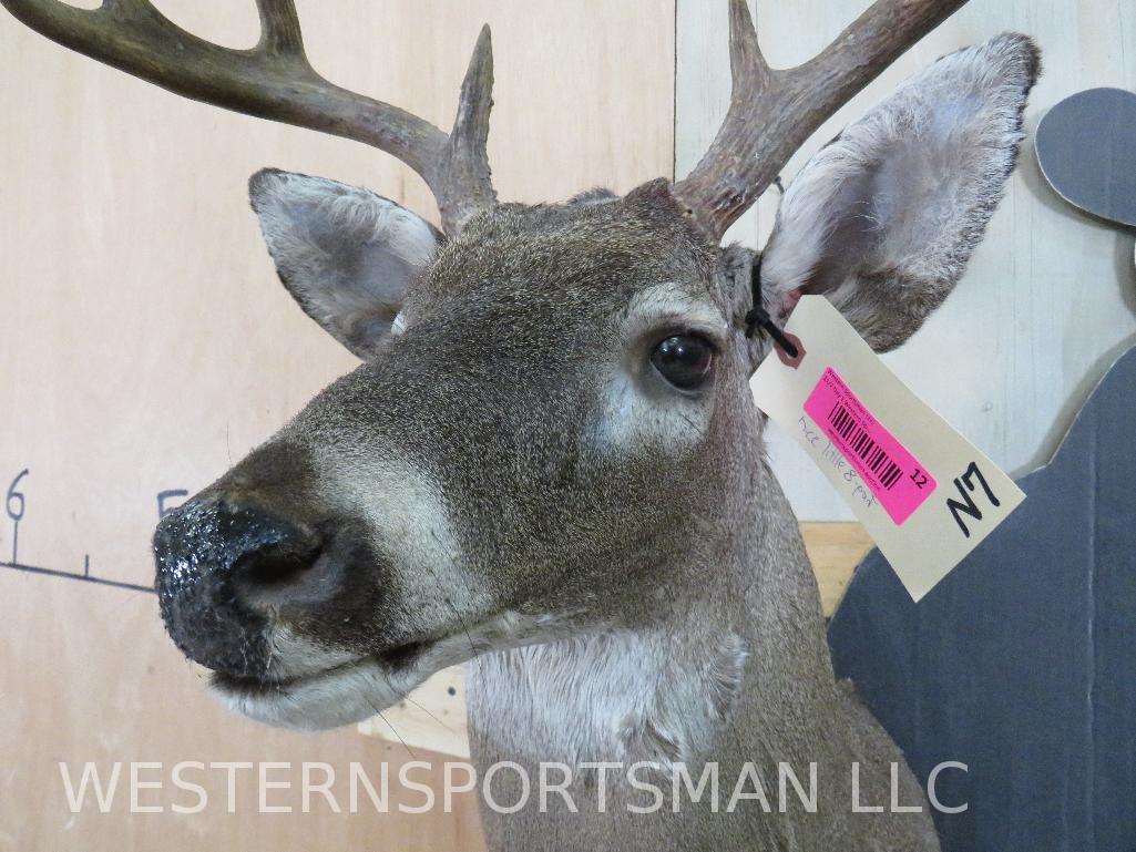 Nice Little 8Pt Whitetail Sh Mt TAXIDERMY