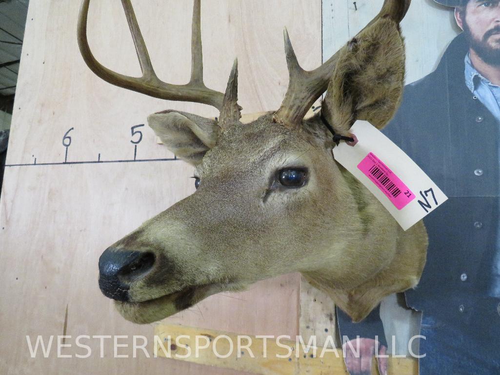 8 Pt Whitetail Sh Mt TAXIDERMY