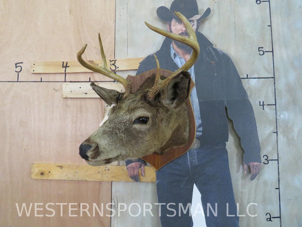 5 Pt Whitetail Sh Mt TAXIDERMY