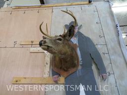 5 Pt Whitetail Sh Mt TAXIDERMY