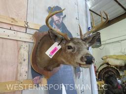 5 Pt Whitetail Sh Mt TAXIDERMY