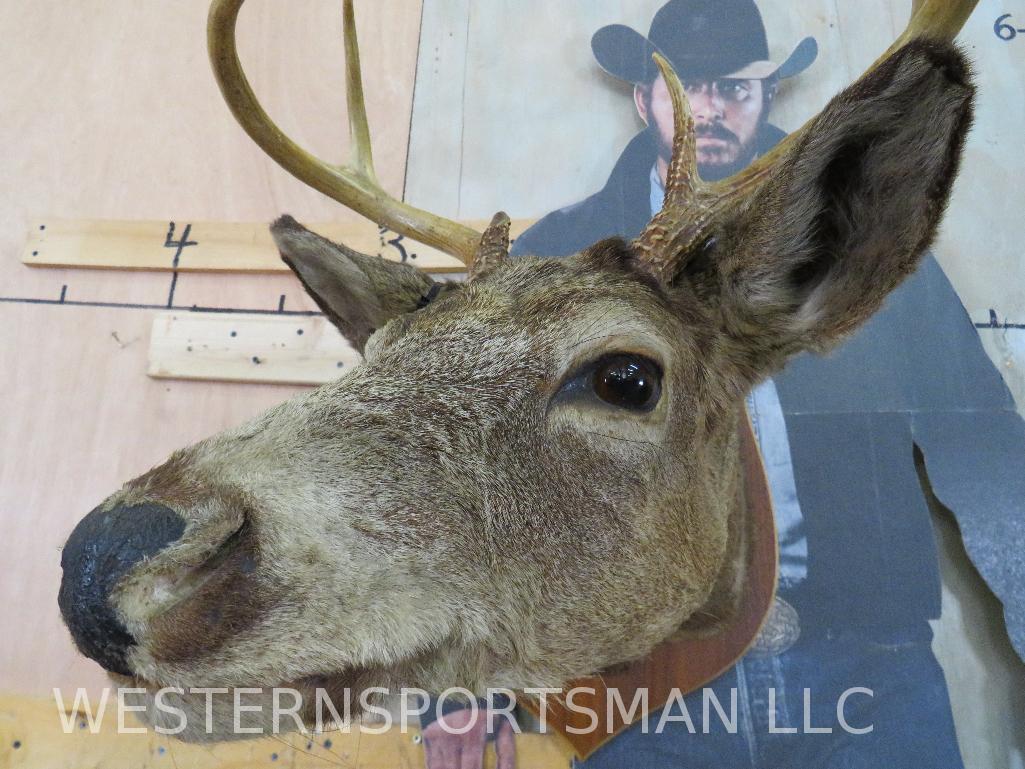 5 Pt Whitetail Sh Mt TAXIDERMY