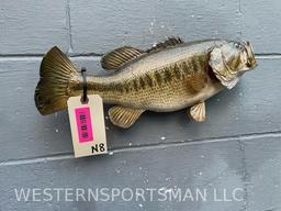 Real skin, Large mouth Bass, Taxidermy Fish mount. 18 inches long