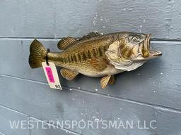 Real skin, Large mouth Bass, Taxidermy Fish mount. 18 inches long