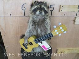 Super Cool Guitar Playing Raccoon TAXIDERMY