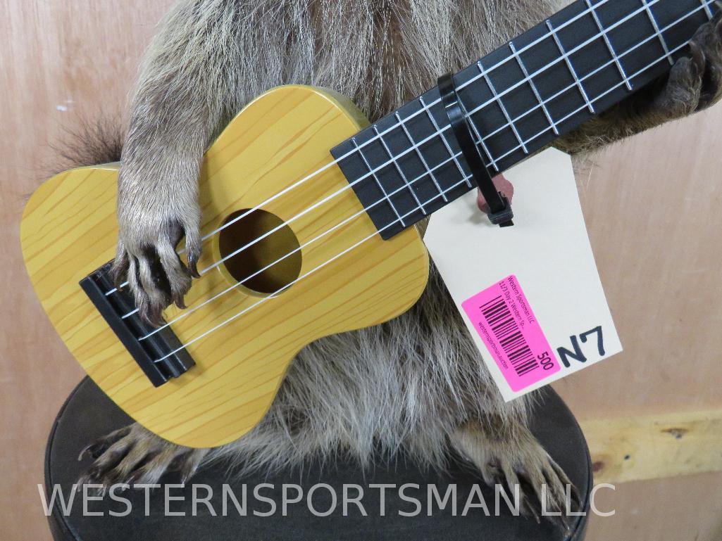 Super Cool Guitar Playing Raccoon TAXIDERMY