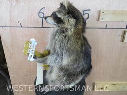 Super Cool Guitar Playing Raccoon TAXIDERMY