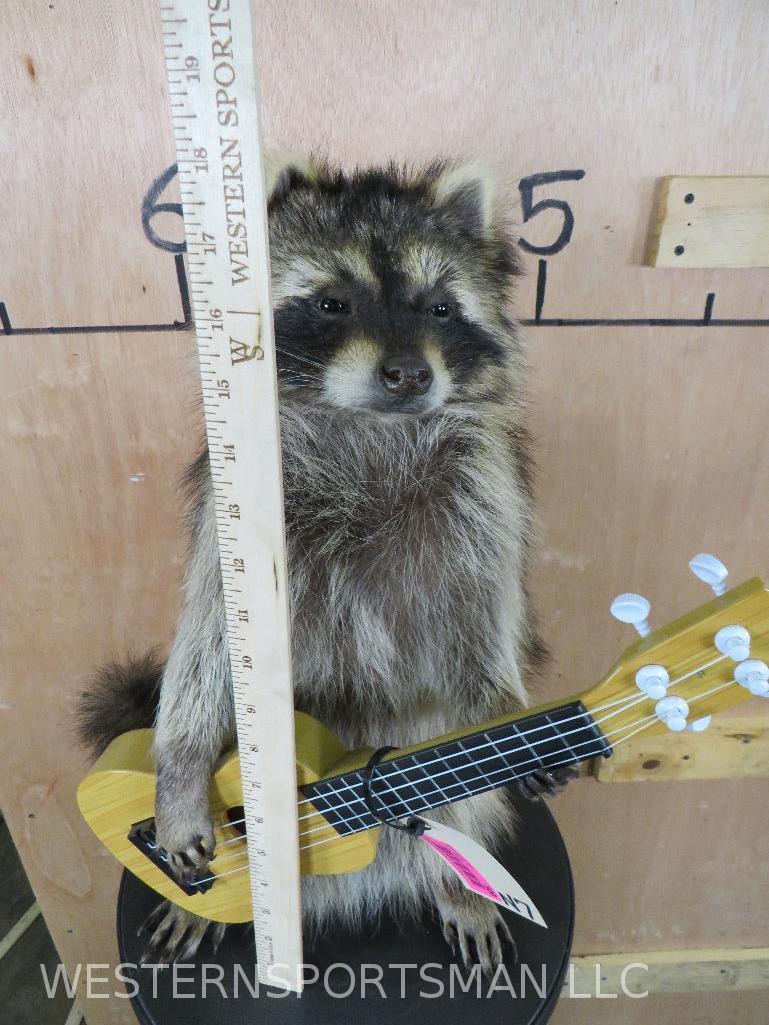 Super Cool Guitar Playing Raccoon TAXIDERMY