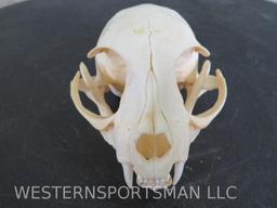 African Wild Cat Skull TAXIDERMY