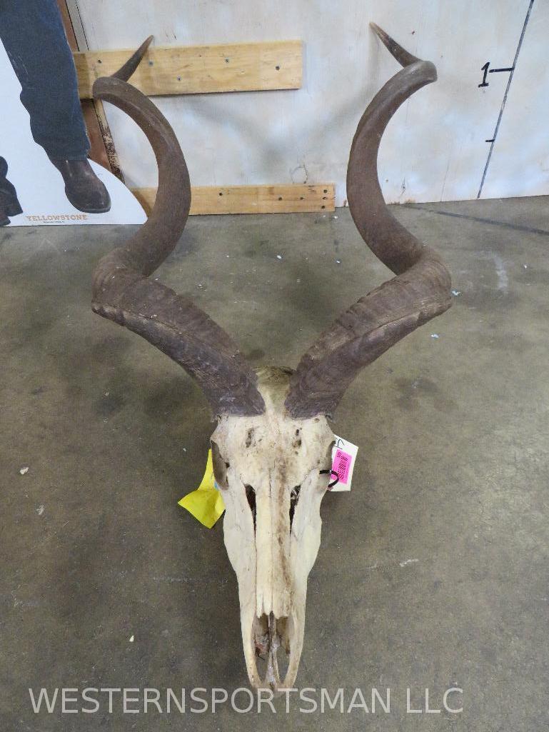 Dusty Kudu Skull w/Removeable Horns TAXIDERMY