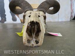 Dusty Kudu Skull w/Removeable Horns TAXIDERMY